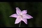紫嬌花-花44.JPG