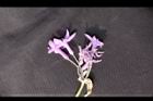 紫嬌花-花筒01.JPG