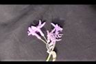 紫嬌花-花筒02.JPG