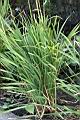 紫嬌花00.JPG
