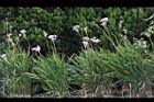 紫嬌花05.JPG