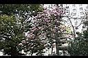 紫玉蘭21.JPG