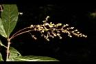 紫珠葉泡花樹-花序17.JPG