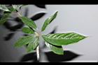 紫珠葉泡花樹-葉01.JPG