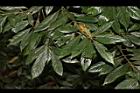 紫珠葉泡花樹-葉14.JPG