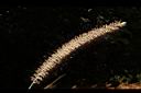 紫穗狼尾草-花序02.JPG