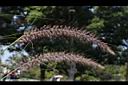 紫穗狼尾草-雄花00.JPG