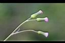 紫背草-花14.jpg