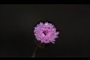 紫背草-花20.JPG