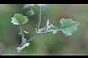 紫背草-葉正00.jpg