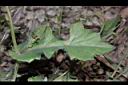 紫背草-葉正02.JPG