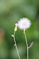 紫背草-實00.jpg