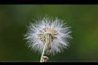 紫背草-種子00.jpg