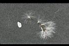 紫背草-種子02.jpg