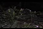 紫背草-花10.JPG
