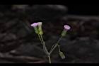 紫背草-花12.JPG