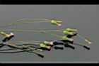 紫背草-花13.jpg