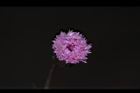 紫背草-花19.JPG