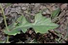 紫背草-葉正03.JPG