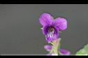 紫花地丁-花04.JPG