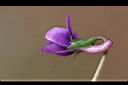 紫花地丁-花05.JPG