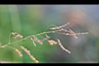 紫花山螞蝗-實3.jpg