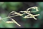 紫花山螞蝗-實5.jpg