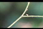 紫花山螞蝗-枝.jpg