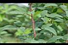 紫花山螞蝗-枝葉2.jpg