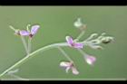 紫花山螞蝗-花00.jpg