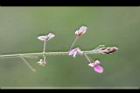 紫花山螞蝗-花03.jpg