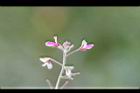 紫花山螞蝗-花04.jpg