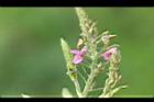 紫花山螞蝗-花05.jpg