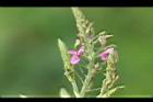 紫花山螞蝗-花06.jpg