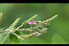 紫花山螞蝗-花07.jpg