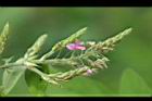 紫花山螞蝗-花08.jpg