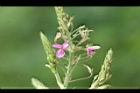 紫花山螞蝗-花09.jpg