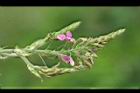 紫花山螞蝗-花10.jpg