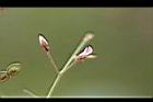 紫花山螞蝗-花苞.jpg