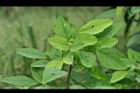 紫花山螞蝗-葉2.jpg