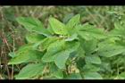 紫花山螞蝗-葉3.jpg