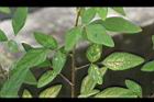 紫花山螞蝗5.jpg
