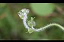 紫花牽牛-花芽.jpg