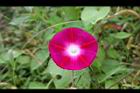 紫花牽牛-花03.jpg
