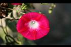 紫花牽牛-花04.jpg