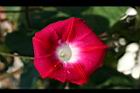 紫花牽牛-花05.jpg