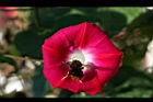 紫花牽牛-花07.jpg