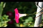 紫花牽牛-花側05.jpg