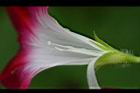紫花牽牛-花蕊2.jpg