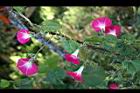 紫花牽牛17.jpg